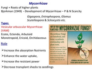 Mycorrhizae
Fungi + Roots of higher plants
Bjorkman (1949) - Development of Mycorrhizae – P & N Scarcity
Types
Vesicular arbuscular Mycorrhizae
(VAM)
Ecoto, Ectendo, Arbutoid
Monotropoid, Ericoid, Orchidaceous
Gigaspora, Entrophospora, Glomus
Scutellospora & Scleocystis etc.
Role
Increase the absorption Nutrients
Enhance the water uptake,
Increase the resistant power
Decrease transplant shocks to seedlings
 
