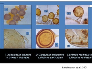 1
2
3
4
5
6
1.Acaulosora elegans 2.Gigaspora margarrita 3.Glomus fasciculatum
4.Glomus mosseae 5.Glomus pansiholus 6.Glomus radiatum
Lakshmanan et al., 2001
 