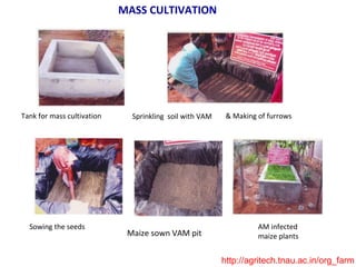 MASS CULTIVATION
Tank for mass cultivation Sprinkling soil with VAM & Making of furrows
Sowing the seeds
Maize sown VAM pit
AM infected
maize plants
http://agritech.tnau.ac.in/org_farm
 