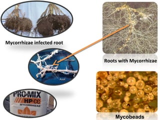 Mycobeads
Roots with Mycorrhizae
Mycorrhizae infected root
 