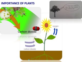 IMPORTANCE OF PLANTS
 