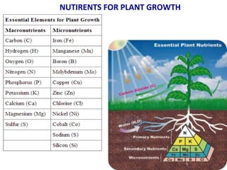 NUTIRENTS FOR PLANT GROWTH
 