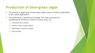 Production of blue-green algae
 The process of application of blue-green algal culture in field as biofertilizer
is also called algalization.
 The biofertilizer is beneficial for paddy. The mass cultivation of
cyanobacterial fertilizers is done in various ways, viz.,
 Cemented tank method
 Shallow metal trough method
 Polyethylene lined pit method
 Field method
 