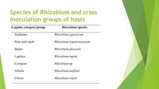 Species of Rhizobium and cross
inoculation groups of hosts
Legume category/group Rhizobium species
Soybeans Rhizobium japonicum
Peas and vetch Rhizobium leguminosarum
Beans Rhizobium phaseoli
Lupines Rhizobium lupini
Cowpeas Rhizobium sp
Alfalfa Rhizobium meliloti
Clover Rhizobium trifoli
 