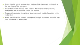  Before rhizobia can fix nitrogen, they must establish themselves in the cells of
the root tissue of the host plant.
 The bacteria invade the host plant cells via this infection thread, causing
enlargement and an increased rate of cell division.
 This event leads to the formation of abnormal growth (nodule formation) in the
root system.
 Within the nodules the bacteria convert free nitrogen to nitrates, which the host
plant utilizes for its development.
 