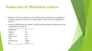Production of Rhizobium culture
 Bacteria to be inoculated in soil as Biofertilizer need to be multiplied on
artificial media to harvest on a large scale so that it can be supplied to
farmers.
 Strains of Rhizobium are grown in Yeast Extract Mannitol (YEM) broth, the
composition of which is:
Yeast extract 1g
Mannitol 10g
K2HPO4 0.5g
MgSO4.7H2O 0.2g
NaCl 0.1g
Distilled water 1000ml
pH 6.5-7.0
 