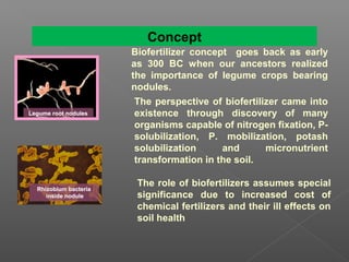 The role of biofertilizers assumes special
significance due to increased cost of
chemical fertilizers and their ill effects on
soil health
Legume root nodulesLegume root nodules
Rhizobium bacteria
inside nodule
Rhizobium bacteria
inside nodule
Biofertilizer concept goes back as early
as 300 BC when our ancestors realized
the importance of legume crops bearing
nodules.
The perspective of biofertilizer came into
existence through discovery of many
organisms capable of nitrogen fixation, P-
solubilization, P. mobilization, potash
solubilization and micronutrient
transformation in the soil.
Concept
 