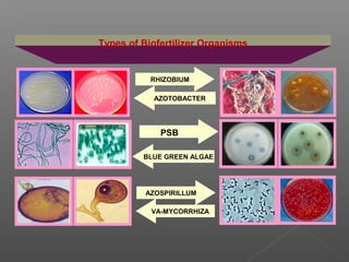 Types of Biofertilizer Organisms
RHIZOBIUM
AZOSPIRILLUM
VA-MYCORRHIZA
BLUE GREEN ALGAE
AZOTOBACTER
PSB
 