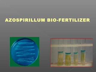 AZOSPIRILLUM BIO-FERTILIZER
 