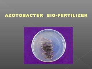AZOTOBACTER BIO-FERTILIZER
 