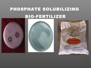 PHOSPHATE SOLUBILIZING
BIO-FERTILIZER
 