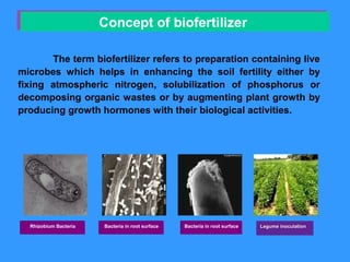 The term biofertilizer refers to preparation containing live
microbes which helps in enhancing the soil fertility either by
fixing atmospheric nitrogen, solubilization of phosphorus or
decomposing organic wastes or by augmenting plant growth by
producing growth hormones with their biological activities.
Bacteria in root surfaceBacteria in root surface Bacteria in root surfaceBacteria in root surface Legume inoculationLegume inoculationRhizobium BacteriaRhizobium Bacteria
Concept of biofertilizerConcept of biofertilizer
 