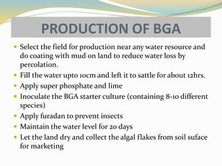 PRODUCTION OF BGA
 Select the field for production near any water resource and
do coating with mud on land to reduce water loss by
percolation.
 Fill the water upto 10cm and left it to sattle for about 12hrs.
 Apply super phosphate and lime
 Inoculate the BGA starter culture (containing 8-10 different
species)
 Apply furadan to prevent insects
 Maintain the water level for 20 days
 Let the land dry and collect the algal flakes from soil suface
for marketing
 