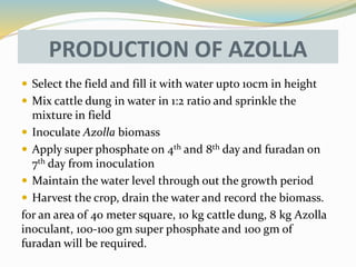 PRODUCTION OF AZOLLA
 Select the field and fill it with water upto 10cm in height
 Mix cattle dung in water in 1:2 ratio and sprinkle the
mixture in field
 Inoculate Azolla biomass
 Apply super phosphate on 4th and 8th day and furadan on
7th day from inoculation
 Maintain the water level through out the growth period
 Harvest the crop, drain the water and record the biomass.
for an area of 40 meter square, 10 kg cattle dung, 8 kg Azolla
inoculant, 100-100 gm super phosphate and 100 gm of
furadan will be required.
 