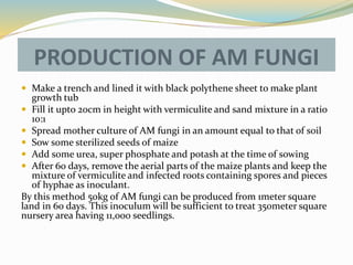 PRODUCTION OF AM FUNGI
 Make a trench and lined it with black polythene sheet to make plant
growth tub
 Fill it upto 20cm in height with vermiculite and sand mixture in a ratio
10:1
 Spread mother culture of AM fungi in an amount equal to that of soil
 Sow some sterilized seeds of maize
 Add some urea, super phosphate and potash at the time of sowing
 After 60 days, remove the aerial parts of the maize plants and keep the
mixture of vermiculite and infected roots containing spores and pieces
of hyphae as inoculant.
By this method 50kg of AM fungi can be produced from 1meter square
land in 60 days. This inoculum will be sufficient to treat 350meter square
nursery area having 11,000 seedlings.
 