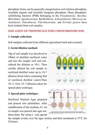 ISOLATION OF PHOSPHO BACTERIA FROM RHIZOID SOIL
1. Sample collection:
Soil samples collected from different agricultural land and screened.
2. Serial dilution method:
10g of soil sample was dissolved in
100ml of distilled sterilized water
and mix the sample well and con-
sidered the dilution as 10-1. Then
serially diluted the soil sample in
sterilized distilled water up to 10-7
dilution (Each tubes containing 9ml
of sterilized distilled water).Then
10 -5, 10-6, 10 -7 dilutions taken for
spread plate technique.
3. Spread plate technique:
Sterilized Nutrient Agar prepared
and poured into petridishes. After
solidification of the medium, 0.1 ml
of sample was poured into agar me-
dium plate. By using L- rod, spread
the sample evenly over the agar surface and then incubated at 37°C for
24 hours.
phosphate forms can be generally categorized as soil solution phosphate,
insoluble organic and insoluble inorganic phosphate. Many phosphate-
solubilizing bacteria (PSB) belonging to the Pseudomonas, Bacillus,
Rhizobium, Agrobacterium, Burkholderia, Achromobacter, Micrococcus,
Aerobacter, Enterobacter, Flavobacterium, and Erwinia genera have
been isolated from soil samples.
8
 