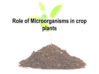 Role of Microorganisms in crop
plants
 