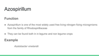 Azospirillum
Function
● Azospirillum is one of the most widely used free living nitrogen fixing microgrnisms
from the family of Rhodospirilliaceae
● They can be found both in in legume and non legume crops
Example
Azotobacter vinelandii
 