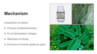 Mechanism
Azospirillum on plants
● Produce of phytohormones,
● Fix of atmospheric nitrogen,
● Reduction of nitrate,
● Enhance of mineral uptake by plant
 