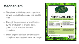 Mechanism
● Phosphate solubilizing microorganisms
convert insoluble phosphate into soluble
form
● Through the processes of acidification,
by the production of organic acids,
production of acid and alkaline
phosphate
● These organic acid can either dissolve
phosphate as a result of anion exchange
 