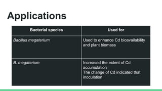 Applications
Bacterial species Used for
Bacillus megaterium Used to enhance Cd bioavailability
and plant biomass
B. megaterium Increased the extent of Cd
accumulation
The change of Cd indicated that
inoculation
 