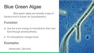 Blue Green Algae
Blue-green algae are actually a type of
bacteria that is known as Cyanobacteria.
Function
● Use the sun's energy to manufacture their own
food through photosynthesis.
● Fix atmospheric nitrogen level
Examples
Nostocales, Spirulina
 
