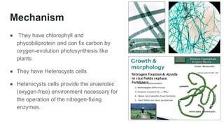 Mechanism
● They have chlorophyll and
phycobiliprotein and can fix carbon by
oxygen-evolution photosynthesis like
plants
● They have Heterocysts cells
● Heterocysts cells provide the anaerobic
(oxygen-free) environment necessary for
the operation of the nitrogen-fixing
enzymes.
 