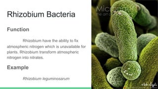 Rhizobium Bacteria
Function
Rhizobium have the ability to fix
atmospheric nitrogen which is unavailable for
plants. Rhizobium transform atmospheric
nitrogen into nitrates.
Example
Rhizobium leguminosarum
 