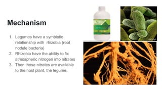 Mechanism
1. Legumes have a symbiotic
relationship with rhizobia (root
nodule bacteria)
2. Rhizobia have the ability to fix
atmospheric nitrogen into nitrates
3. Then those nitrates are available
to the host plant, the legume.
 