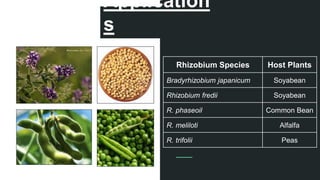 Application
s
Rhizobium Species Host Plants
Bradyrhizobium japanicum Soyabean
Rhizobium fredii Soyabean
R. phaseoil Common Bean
R. meliloti Alfalfa
R. trifolii Peas
 