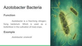 Azotobacter Bacteria
Function
Azotobacter is a free-living nitrogen-
fixing bacterium. Which is used as a
biofertilizer in the cultivation of most crops.
Example
Azotobacter vinelandii
 