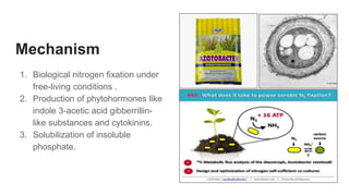 Mechanism
1. Biological nitrogen fixation under
free-living conditions .
2. Production of phytohormones like
indole 3-acetic acid gibberrillin-
like substances and cytokinins.
3. Solubilization of insoluble
phosphate.
 