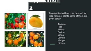 Application
s
Azotobacter fertilizer can be used for
wide range of plants some of them are
given below
Tomato
Rice
Potato
Cotton
Wheat
Lemon
Mango
Kinnaw
 