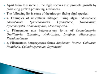  Apart from this some of the algal species also promote growth by
producing growth promoting substances
 The following list is some of the nitrogen fixing algal species:
 a. Examples of unicellular nitrogen fixing algae: Gloeothece,
Gloeobacter, Synechococcus, Cyanothece, Gloeocapsa,
Synechocystis, Chamaesiphon, Merismopedia.
 b. Filamentous non heterocystous forms of Cyanobacteria,
Oscillatoria, Spirulina, Arthrospira, Lyngbya, Microcoleus,
Pseudanabaena.
 c. Filamentous heterocystous forms Anabaena, Nostoc, Calothrix,
Nodularia, Cylindrospermum, Scytonema
15
 