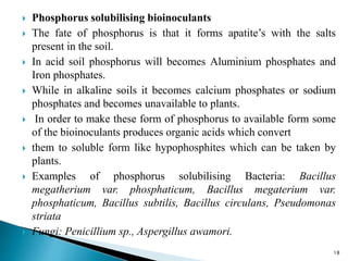 18
 Phosphorus solubilising bioinoculants
 The fate of phosphorus is that it forms apatite’s with the salts
present in the soil.
 In acid soil phosphorus will becomes Aluminium phosphates and
Iron phosphates.
 While in alkaline soils it becomes calcium phosphates or sodium
phosphates and becomes unavailable to plants.
 In order to make these form of phosphorus to available form some
of the bioinoculants produces organic acids which convert
 them to soluble form like hypophosphites which can be taken by
plants.
 Examples of phosphorus solubilising Bacteria: Bacillus
megatherium var. phosphaticum, Bacillus megaterium var.
phosphaticum, Bacillus subtilis, Bacillus circulans, Pseudomonas
striata
 Fungi: Penicillium sp., Aspergillus awamori.
 