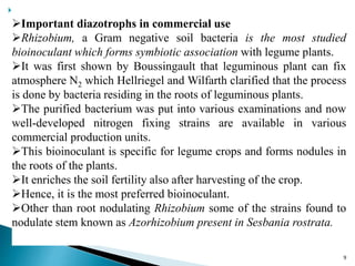 
9
Important diazotrophs in commercial use
Rhizobium, a Gram negative soil bacteria is the most studied
bioinoculant which forms symbiotic association with legume plants.
It was first shown by Boussingault that leguminous plant can fix
atmosphere N2 which Hellriegel and Wilfarth clarified that the process
is done by bacteria residing in the roots of leguminous plants.
The purified bacterium was put into various examinations and now
well-developed nitrogen fixing strains are available in various
commercial production units.
This bioinoculant is specific for legume crops and forms nodules in
the roots of the plants.
It enriches the soil fertility also after harvesting of the crop.
Hence, it is the most preferred bioinoculant.
Other than root nodulating Rhizobium some of the strains found to
nodulate stem known as Azorhizobium present in Sesbania rostrata.
 