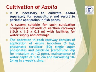 Cultivation of Azolla
 It is necessary to cultivate Azolla
separately for aquaculture and resort to
periodic application in fish ponds.
 A system suitable for such cultivation
comprises a network of earthen raceways
(10.0 x 1.5 x 0.3 m) with facilities for
water supply and drainage.
 The operation in each raceway consists of
application of Azolla inoculum (6 kg),
phosphatic fertilizer (50g single super
phosphate) and pesticide (carbofuron dip
for inoculum at 1.2 ppm), maintenance of
water depth of 5–10 cm and harvesting 18–
24 kg in a week’s time.
 