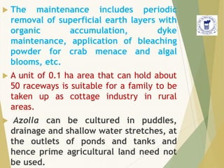  The maintenance includes periodic
removal of superficial earth layers with
organic accumulation, dyke
maintenance, application of bleaching
powder for crab menace and algal
blooms, etc.
 A unit of 0.1 ha area that can hold about
50 raceways is suitable for a family to be
taken up as cottage industry in rural
areas.
 Azolla can be cultured in puddles,
drainage and shallow water stretches, at
the outlets of ponds and tanks and
hence prime agricultural land need not
be used.
 