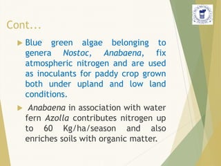 Cont...
 Blue green algae belonging to
genera Nostoc, Anabaena, fix
atmospheric nitrogen and are used
as inoculants for paddy crop grown
both under upland and low land
conditions.
 Anabaena in association with water
fern Azolla contributes nitrogen up
to 60 Kg/ha/season and also
enriches soils with organic matter.
 