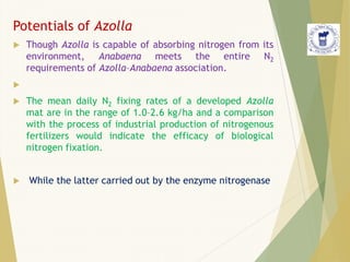 Potentials of Azolla
 Though Azolla is capable of absorbing nitrogen from its
environment, Anabaena meets the entire N2
requirements of Azolla–Anabaena association.

 The mean daily N2 fixing rates of a developed Azolla
mat are in the range of 1.0–2.6 kg/ha and a comparison
with the process of industrial production of nitrogenous
fertilizers would indicate the efficacy of biological
nitrogen fixation.
 While the latter carried out by the enzyme nitrogenase
 