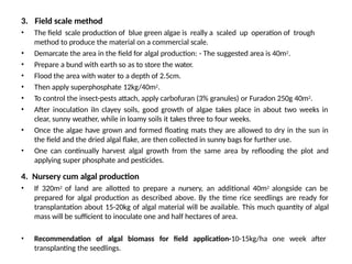 3. Field scale method
• The field scale production of blue green algae is really a scaled up operation of trough
method to produce the material on a commercial scale.
• Demarcate the area in the field for algal production: - The suggested area is 40m2.
• Prepare a bund with earth so as to store the water.
• Flood the area with water to a depth of 2.5cm.
• Then apply superphosphate 12kg/40m2.
• To control the insect-pests attach, apply carbofuran (3% granules) or Furadon 250g 40m2.
• After inoculation iIn clayey soils, good growth of algae takes place in about two weeks in
clear, sunny weather, while in loamy soils it takes three to four weeks.
• Once the algae have grown and formed floating mats they are allowed to dry in the sun in
the field and the dried algal flake, are then collected in sunny bags for further use.
• One can continually harvest algal growth from the same area by reflooding the plot and
applying super phosphate and pesticides.
4. Nursery cum algal production
• If 320m2 of land are allotted to prepare a nursery, an additional 40m2 alongside can be
prepared for algal production as described above. By the time rice seedlings are ready for
transplantation about 15-20kg of algal material will be available. This much quantity of algal
mass will be sufficient to inoculate one and half hectares of area.
• Recommendation of algal biomass for field application-10-15kg/ha one week after
transplanting the seedlings.
 