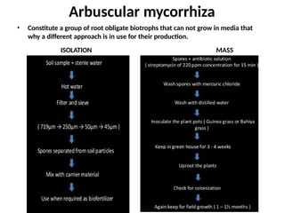 • Constitute a group of root obligate biotrophs that can not grow in media that
why a different approach is in use for their production.
ISOLATION MASS
PRODUCTION
Arbuscular mycorrhiza
 