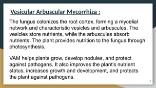 Vesicular Arbuscular Mycorrhiza :
The fungus colonizes the root cortex, forming a mycelial
network and characteristic vesicles and arbuscules. The
vesicles store nutrients, while the arbuscules absorb
nutrients. The plant provides nutrition to the fungus through
photosynthesis.
VAM helps plants grow, develop nodules, and protect
against pathogens. It also improves the plant's nutrient
status, increases growth and development, and protects
the plant against pathogens.
3
 