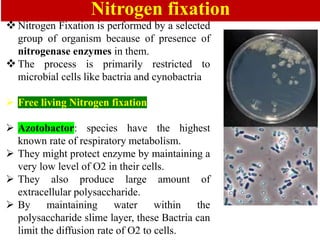 Biofertilizers-unit 5to 6.pdf NITROGEN FIXATION FREE LIVING AND ...