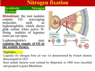 Biofertilizers-unit 5to 6.pdf NITROGEN FIXATION FREE LIVING AND ...