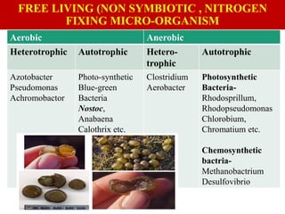Biofertilizers-unit 5to 6.pdf NITROGEN FIXATION FREE LIVING AND ...