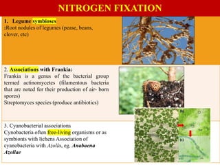 Biofertilizers-unit 5to 6.pdf NITROGEN FIXATION FREE LIVING AND ...