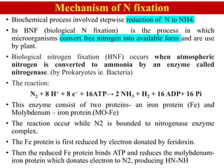 Biofertilizers-unit 5to 6.pdf NITROGEN FIXATION FREE LIVING AND ...