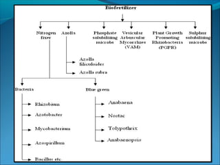 Production of Biofertilizers | PPT