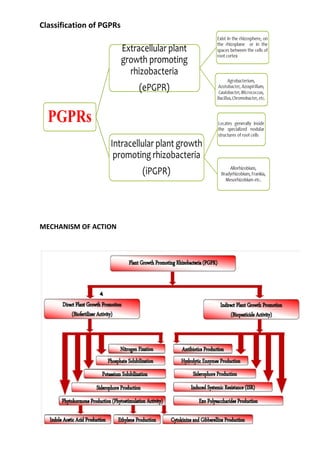 Pgpr Classification Biofertilizers pdf | PDF